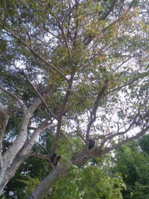 Cần bán cây cóc rừng cổ thụ trên 20 năm