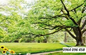 Tranh gạch 3d rừng cây - 9555XP
