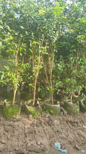 Bán cây nho thân gỗ 12 vụ cây choai cao trên 1m5 -Cây cho quả quanh năm