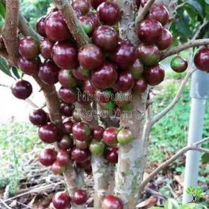 Bán cây nho thân gỗ 12 vụ cây choai cao trên 1m5 -Cây cho quả quanh năm