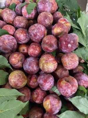 Bán cây mận hậu - Cam kết chuẩn giống , giá rẻ