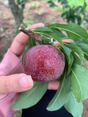 Bán cây mận hậu - Cam kết chuẩn giống , giá rẻ