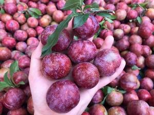 Bán cây mận hậu - Cam kết chuẩn giống , giá rẻ