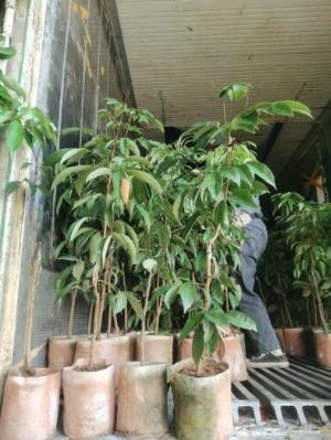 Chuyên cung cấp cây vải không hạt - Giống mới 100%, bầu đen