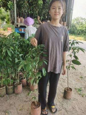 Chuyên cung cấp cây vải không hạt - Giống mới 100%, bầu đen
