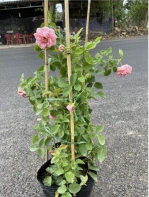 Cây hồng ngoại Bienvenue, giống hồng leo cho hoa thơm hương chanh sả