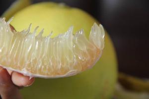 Chuyên cung cấp cây bưởi phúc trạch - Giá rẻ