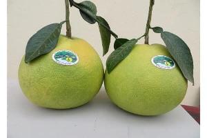 Chuyên cung cấp cây bưởi phúc trạch - Giá rẻ