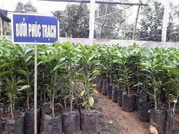 Chuyên cung cấp cây bưởi phúc trạch - Giá rẻ