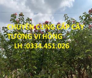 Bán cây hoa tường vi hồng - Giao hàng toàn quốc