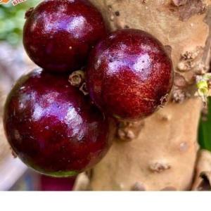 Bán cây nho thân gỗ choai - Giá rẻ, giống chuẩn