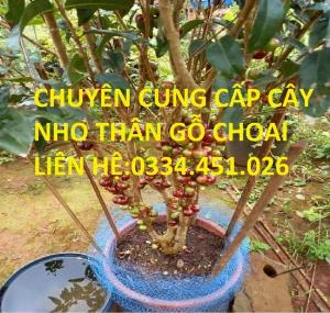 Bán cây nho thân gỗ choai - Giá rẻ, giống chuẩn