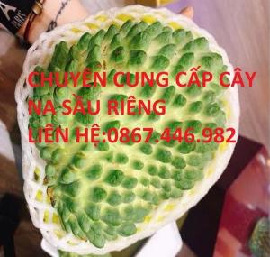 Bán cây na sầu riêng - Quả na khổng lồ , rực mùi sầu riêng, cây cho năng suất cao