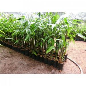 Bán cây tre khổng lồ thái lan - Giống chuẩn F1, Giao hàng toàn quốc