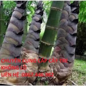 Bán cây tre khổng lồ thái lan - Giống chuẩn F1, Giao hàng toàn quốc
