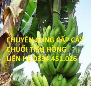 Chuyên cung cấp cây chuối tiêu hồng giá rẻ,năng suất cao