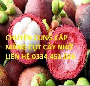 Bán cây măng cụt - Giá rẻ, cam kết chuẩn giống