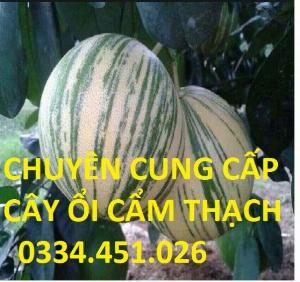 Bán cây ổi cẩm thạch - Giống chuẩn F1 , giá rẻ , năng suất cao