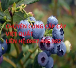 Bán cây việt quất - Cây giống chuẩn , giá rẻ , cây tròng chất lượng