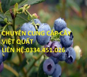Bán cây việt quất - Cây giống chuẩn , giá rẻ , cây tròng chất lượng