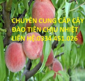 Bán cây đào tiên chịu nhiệt nhật bản - Giống chuẩn , giá rẻ , cây trồng cho năng suất cao