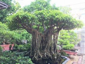 Cây Sanh cổ thụ