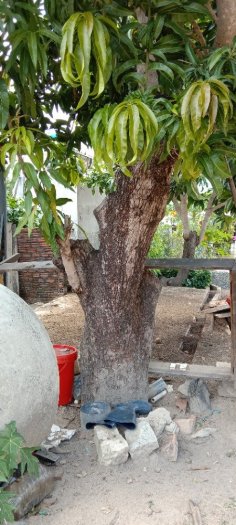 Cây xoài đã ghép Úc và đài Loan