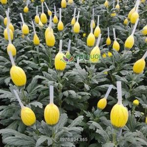 Tổng kho túi lưới đựng trái cây tại Hưng Yên