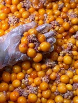 TRỨNG GÀ NON HỘP 500 gram