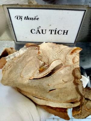 Ké Đầu ngựa thương nhĩ tử