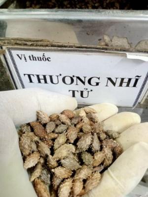 Ké Đầu ngựa thương nhĩ tử