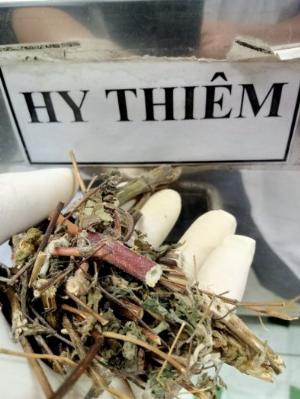 Hạt giống cây Hy Thiêm