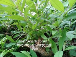 Cây thành ngạnh ngọn đỏ