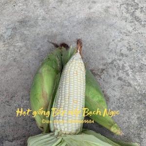Hạt giống bắp nếp lai Bạch Ngọc F1 gói 500 gram