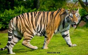 Tranh con hổ 3d - tranh gạch 3d con hổ - FSZX33