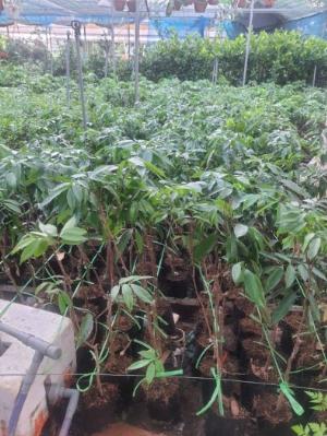 Cây vải không hạt , chuyên bán cây vải chuẩn giống nhất Miền Bắc .