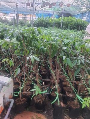 Cây vải không hạt , chuyên bán cây vải chuẩn giống nhất Miền Bắc .