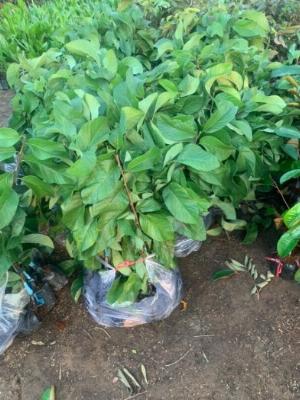 Cây giống na Thái Lan , cây giống chuẩn đẹp