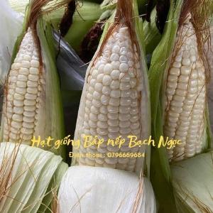 Hạt giống bắp nếp Bạch Ngọc lai F1 gói 500 gram