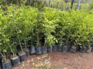 Cây Nguyệt Quế
