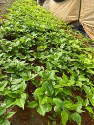 Cây giống gù hương Việt Nam giá tốt nhất.