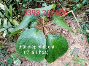 Cây giống Dứa Dại