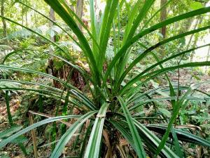 Cây giống Dứa Dại