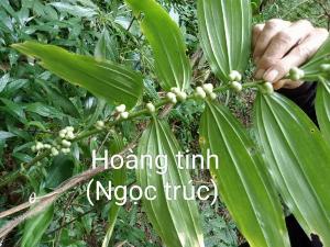 Cây giống ngọc trúc