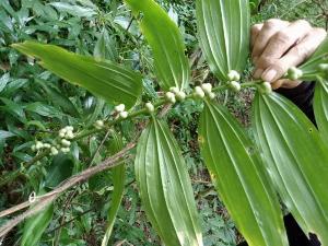 Cây giống ngọc trúc