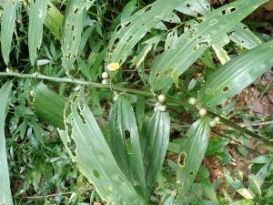 Cây giống ngọc trúc