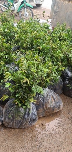 Cây nho thân gỗ giống