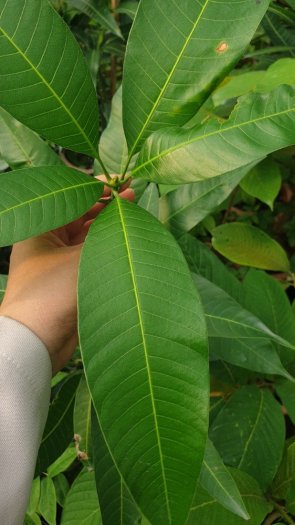 Cây Xoài Đỏ Nhật Bản , Xoài Đỏ Mặt Trời .