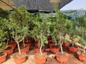 Cây Thanh Mai Choai , chuyên cung cấp cây giống , cây choai Thanh mai