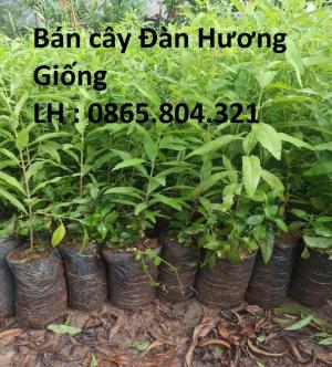 Cây Đàn Hương Trắng Ấn Độ , Cam Kết chuẩn giống .